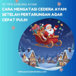 10 Tips Sabung Ayam: Cara Mengatasi Cedera Ayam Setelah Pertarungan Agar Cepat Pulih