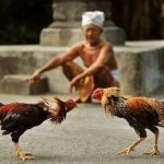 Kenali Berbagai Jenis Ayam untuk Sabung Ayam